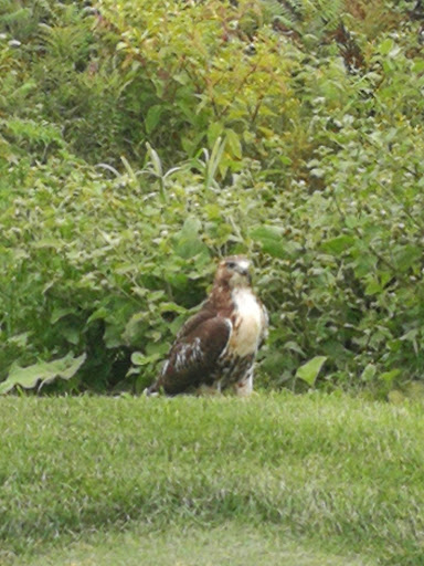 Golf Course «Robert T. Lynch Municipal Golf Course», reviews and photos, 1281 W Roxbury Pkwy, Chestnut Hill, MA 02467, USA