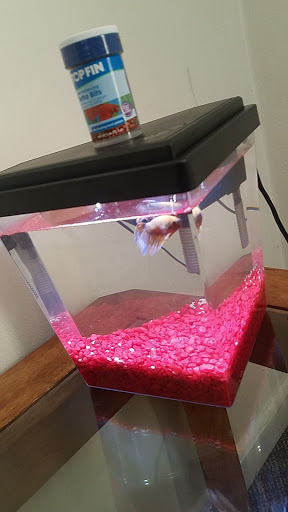 Pet Supply Store «PetSmart», reviews and photos, 4749 Valley View Blvd NW, Roanoke, VA 24012, USA