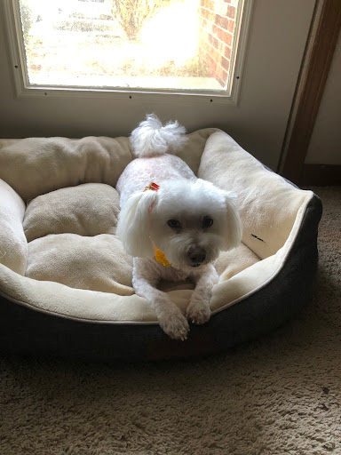 Animal Shelter «South Suburban Humane Society», reviews and photos