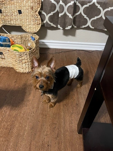 Pet Supply Store «EarthWise Pet Supply - Richardson», reviews and photos, 1310 W Campbell Rd #128, Richardson, TX 75080, USA