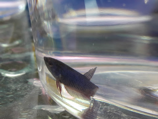 Pet Supply Store «Petco Animal Supplies», reviews and photos, 30697 US Hwy 19 N, Palm Harbor, FL 34684, USA