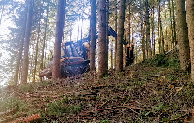 Ck foret à Chénelette