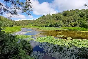 Lily Pools image