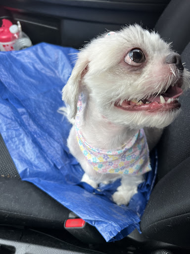 Pet Groomer «Pocono Pets-N-Stuff», reviews and photos, 2571 Milford Rd, East Stroudsburg, PA 18301, USA