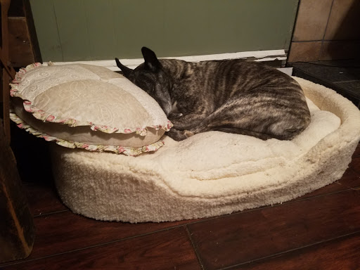 Pet Supply Store «Pet Supplies Plus», reviews and photos, 1168 Farmington Ave, Bristol, CT 06010, USA