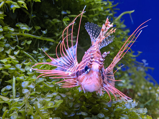 Aquarium «Via Aquarium», reviews and photos, 93 W Campbell Rd, Schenectady, NY 12306, USA