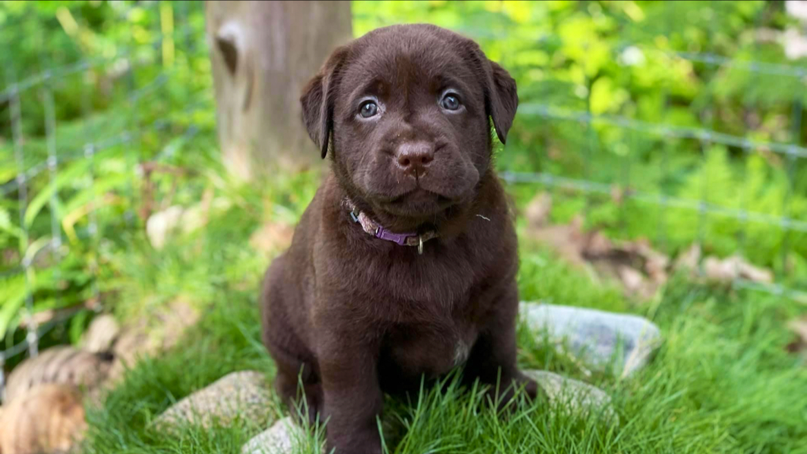 Spellcast Labradors