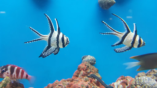 Pet Supply Store «Petco Animal Supplies», reviews and photos, 4820 South Baldwin Road #3B, Orion Township, MI 48359, USA