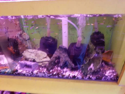Pet Store «D D Fish & Pets», reviews and photos, 2413 S Fairview St, Santa Ana, CA 92704, USA