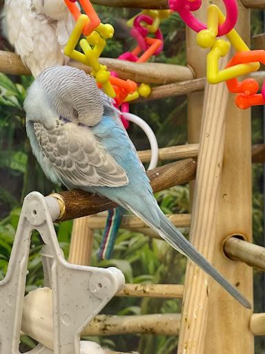 Pet Supply Store «Petco Animal Supplies», reviews and photos, 5994 Montana Ave, El Paso, TX 79925, USA