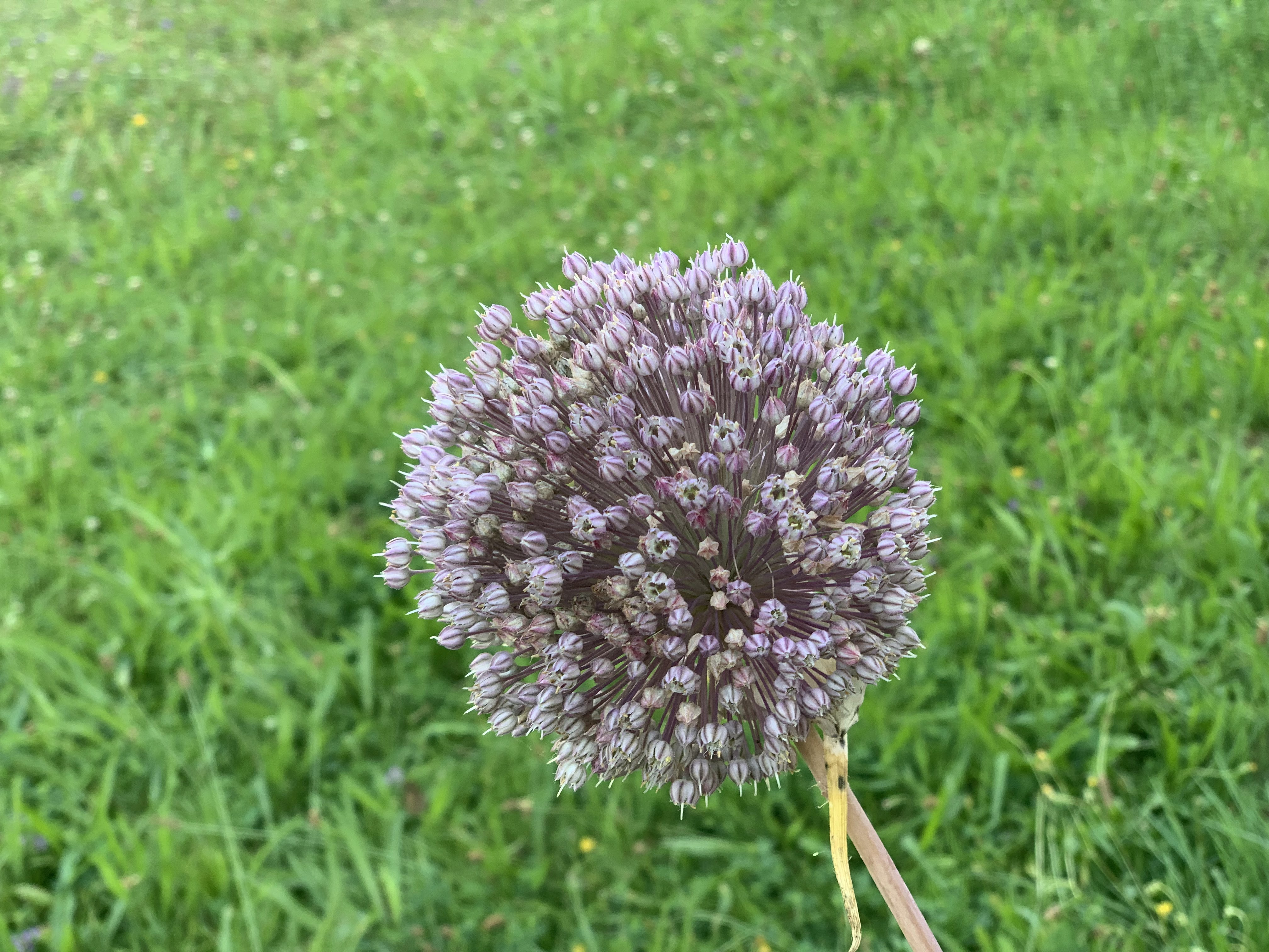 Photo n° 38 de l'avis de Alina.o fait le 11/07/2019 à 00:46