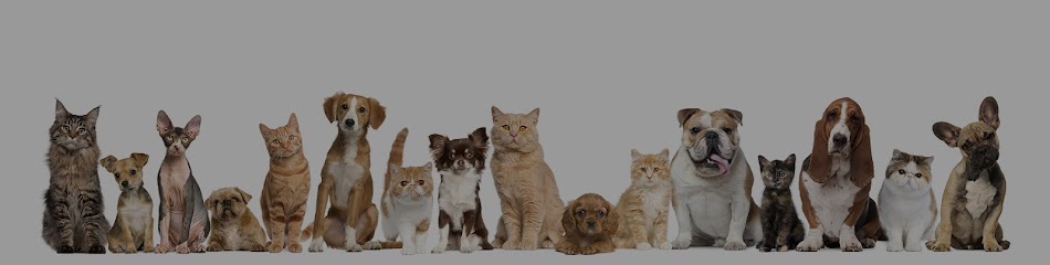 Cabinet vétérinaire pour animaux de compagnie - Dr. Luc Beco