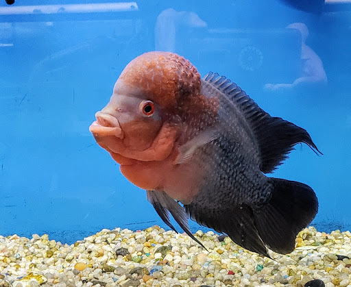 Pet Supply Store «Pet Supreme», reviews and photos, 12823 Foothill Blvd, Sylmar, CA 91342, USA