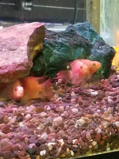 Pet Store «Aqualand Aquarium Center», reviews and photos, 5355 Chicago Ave, Minneapolis, MN 55417, USA