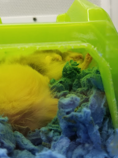 Pet Supply Store «Petco Animal Supplies», reviews and photos, 28400 Dequindre Rd, Warren, MI 48092, USA