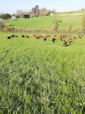 EARL La Chèvrerie des Sources 47 à Castelnau-sur-Gupie