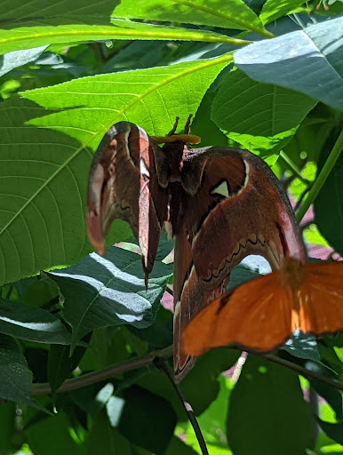 Tourist Attraction «Peck Butterfly House», reviews and photos, 4038 Kaneville Rd, Geneva, IL 60134, USA