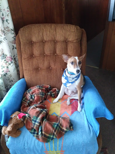 Pet Store «Pet Valu», reviews and photos, 384 E Penn Dr, Enola, PA 17025, USA