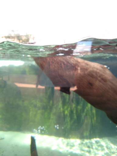 Aquarium «Mote Marine Laboratory & Aquarium», reviews and photos, 1600 Ken Thompson Pkwy, Sarasota, FL 34236, USA