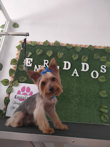 Enredados Peluqueria Canina / Rocio Pet Gromming / perros Dog Av. Esperanto, 81, 29770 Torrox Costa, Málaga, España