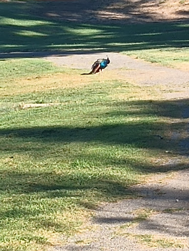 Blue Rock Springs Park image