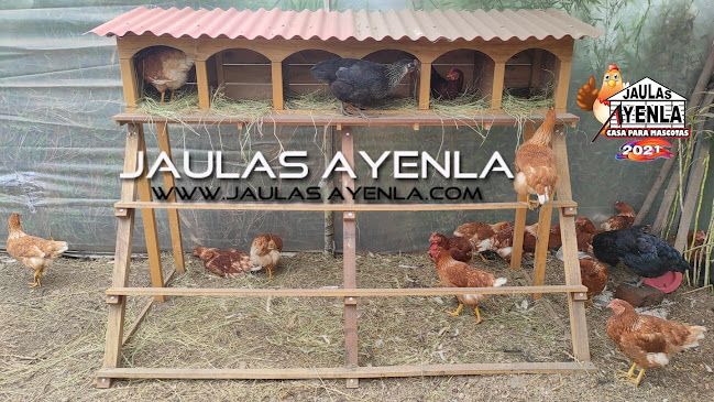 Jaulas Ayenla