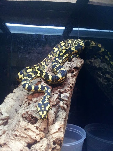 Pet Store «Gills And Thrills Pet Shop», reviews and photos, 204 E 8th St, Lockport, IL 60441, USA