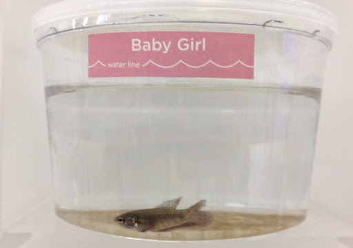 Pet Supply Store «Petco Animal Supplies», reviews and photos, 178 Township Blvd, Camillus, NY 13031, USA