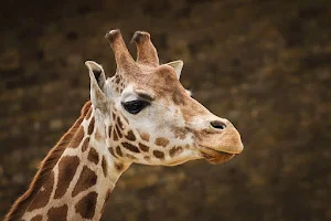 Giraffe House - Twycross Zoo image