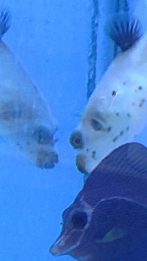 Pet Store «Odd Lot Pet Shop», reviews and photos, 7769 S Harlem Ave, Bridgeview, IL 60455, USA