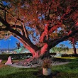 Camphor Tree - Preserved