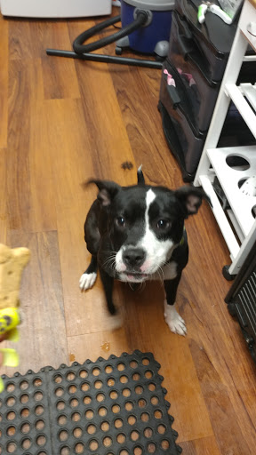 Pet Store «Pet Valu», reviews and photos, 2645 Shillington Rd, Sinking Spring, PA 19608, USA