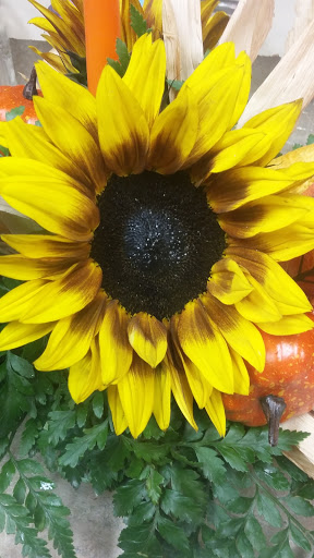 Florist «Bloomingdale Florist», reviews and photos, 827 E Bloomingdale Ave, Brandon, FL 33511, USA