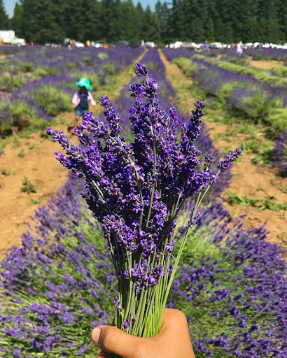 Farm «Oregon Lavender Farm», reviews and photos, 20949 S Harris Rd, Oregon City, OR 97045, USA
