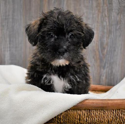 Pet Store «Pet Express», reviews and photos, 250 Granite St, Braintree, MA 02184, USA