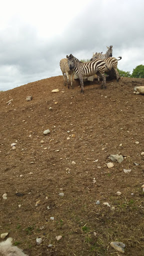 Zoo «Dutch Creek Farm Animal Park», reviews and photos, 6255 N 1000 W, Shipshewana, IN 46565, USA