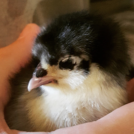 Post Office «United States Postal Service», reviews and photos, 319 N Washington St, Owosso, MI 48867, USA