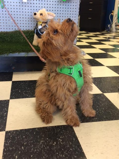 Pet Store «The Pet Place», reviews and photos, 240 Shadowline Dr, Boone, NC 28607, USA