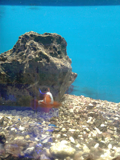 Tropical Fish Store «Scranton Aquarium», reviews and photos, 1819 Sanderson Ave, Scranton, PA 18509, USA
