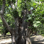 Photo n°2 de l'avis de Luciano.e fait le 06/08/2021 à 17:23 sur le  Porancè à Camugnano