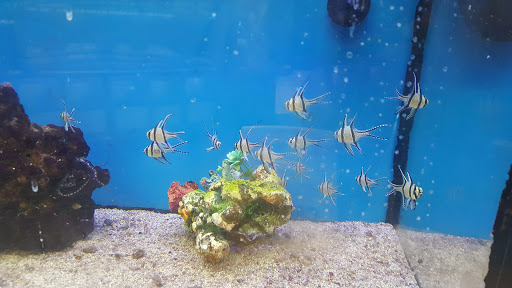 Pet Supply Store «Petco Animal Supplies», reviews and photos, 3055 Columbia Blvd #117, Titusville, FL 32780, USA