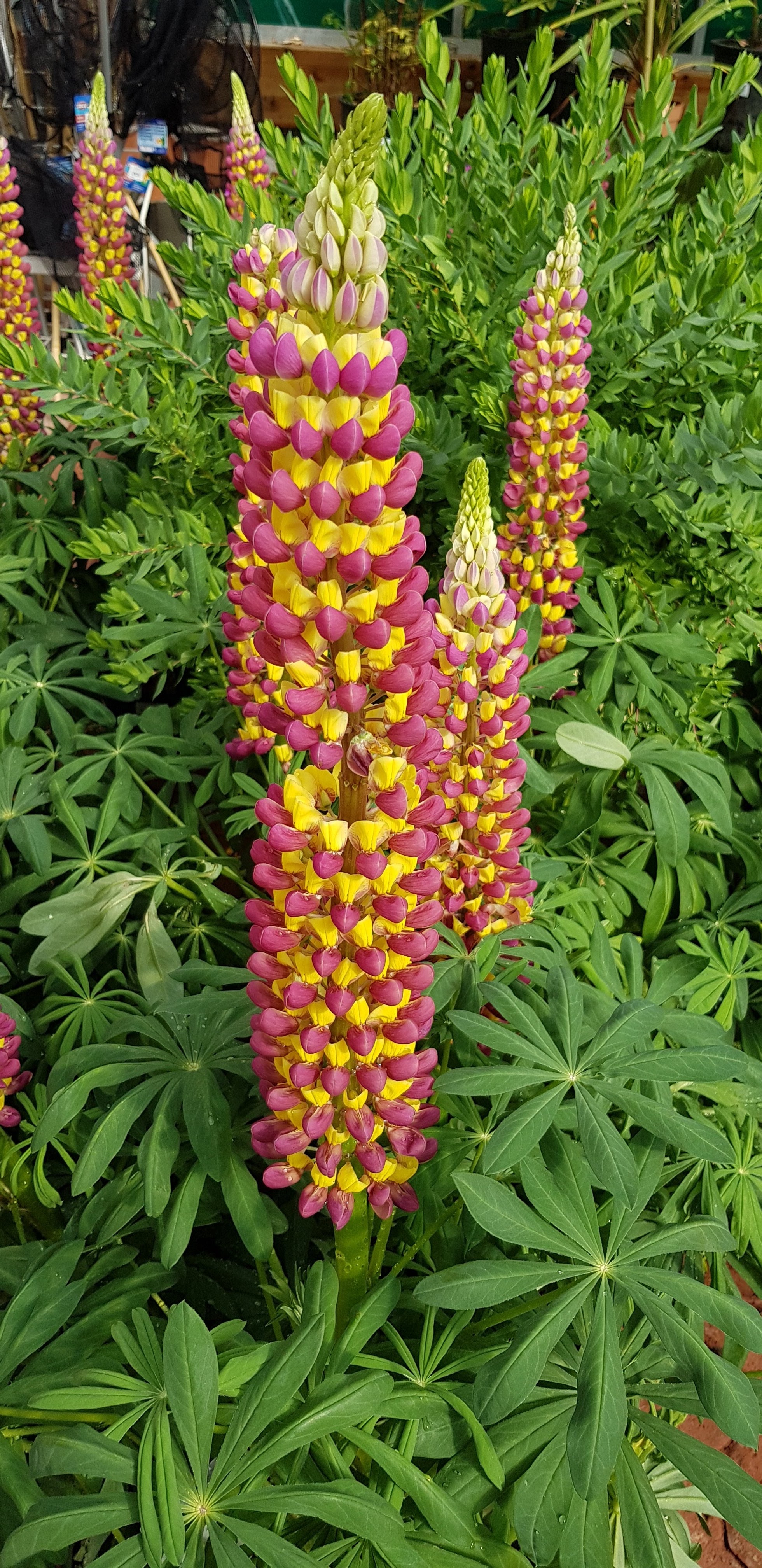 Photo n° 2 de l'avis de Cyril.m fait le 12/05/2018 à 20:31