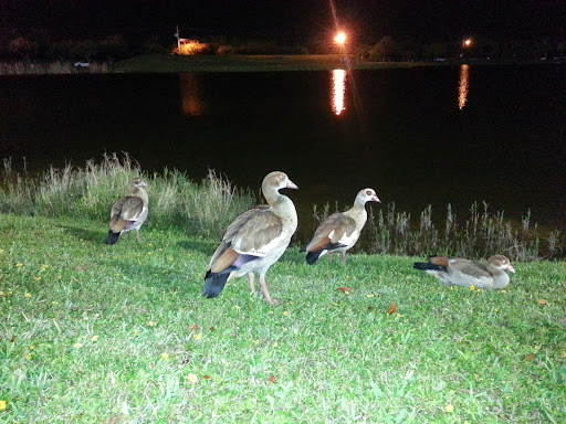 Park «Plantation Central Park», reviews and photos, 9151 NW 2nd St, Plantation, FL 33324, USA