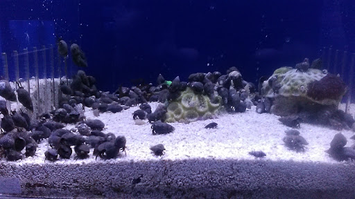 Aquarium «Aquatica», reviews and photos, 800 Clanton Rd H, Charlotte, NC 28117, USA