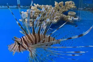 AquaZoo Aquarium image