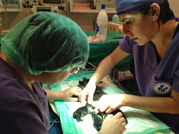 Imagen de Clínica Veterinaria Miraflores del Palo (10 de 16)