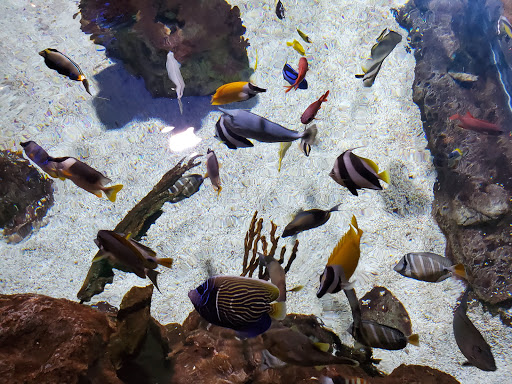 Aquarium «SeaQuest Interactive Aquarium Las Vegas», reviews and photos, 3528 S Maryland Pkwy #340, Las Vegas, NV 89169, USA