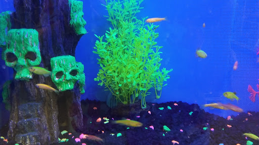 Pet Supply Store «Petco Animal Supplies», reviews and photos, 1753 St Lucie W Blvd, Port St Lucie, FL 34986, USA