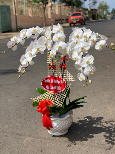 Lan Hồ Điệp Đăk Nông