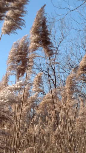 Nature Preserve «Greenbelt Forest Preserve», reviews and photos, 1110 S Green Bay Rd, North Chicago, IL 60035, USA